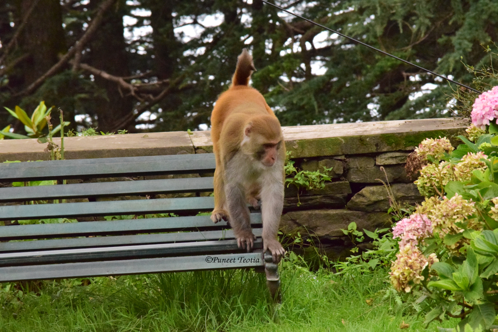 Monkey at Chail Palace